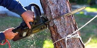 Best Tree Health Inspection  in Pilot Rock, OR