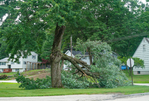 How Our Tree Care Process Works  in  Pilot Rock, OR