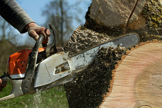  Pilot Rock, OR Tree Removal Pros